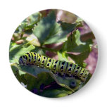 Black Swallowtail Caterpillar 1 Button