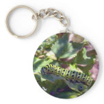 Black Swallowtail Caterpillar 1 Key Chain