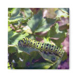 Black Swallowtail Caterpillar 1 Magnet