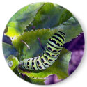 Black Swallowtail Caterpillar 2 Button