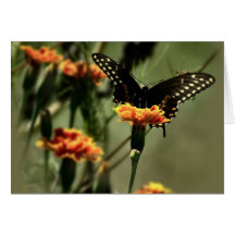 Black Swallowtail Greeting Card