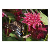 Black Swallowtail on Bee Balm Greeting Cards