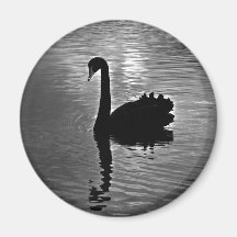Black Swan - Australian Native Animal Fridge Magnets
