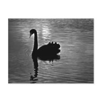 Black Swan - Australian Native Animal Post Card