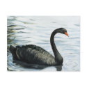 "Black Swan" Bird Art Reproduction Postcard