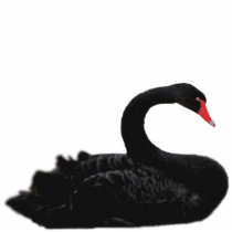 black swan