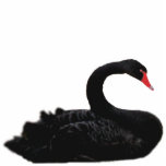 black swan photo sculptures