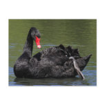 Black Swan postcards