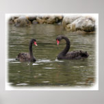Black Swans 9Y353D-021 posters