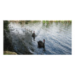 Black Swans, Perth photo cards