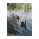 Black Swans, Perth Post Card