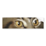 Black Tabby Maine Coon Cat bumper stickers