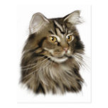 Black Tabby Maine Coon Cat Postcard