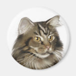 Black Tabby Maine Coon Cat Refrigerator Magnet