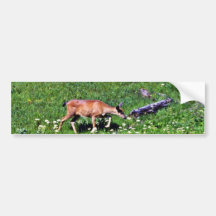 Black-tail Deer - Mt. Rainier National Park Bumper Sticker
