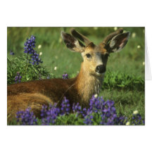 Black-tailed Deer, Odocoileus hemionus), in Card