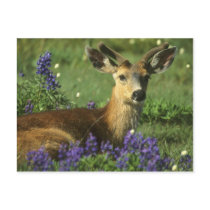 Black-tailed Deer, Odocoileus hemionus), in Post Cards