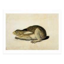Black-Tailed Hare, John James Audubon Postcards