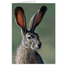 Black-tailed Jackrabbit Cards