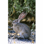 Black-tailed jackrabbit photo sculptures