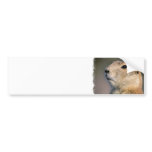 Black Tailed Prairie Dog Bumper Stickers