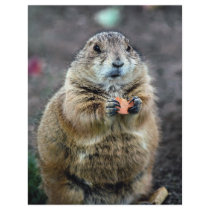 Black-tailed prairie dog, Sonoran Desert Museum, A Flyers