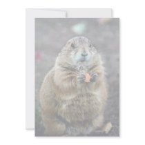 Black-tailed prairie dog, Sonoran Desert Museum, A Announcement