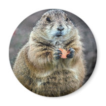 Black-tailed prairie dog, Sonoran Desert Museum, A Refrigerator Magnet