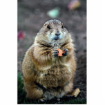 Black-tailed prairie dog, Sonoran Desert Museum, A photo sculptures