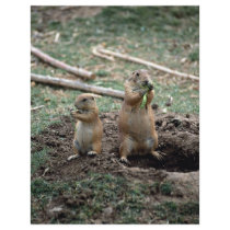 Black-tailed prairie dogs, Sonoran Desert Museum, Full Color Flyer