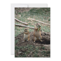 Black-tailed prairie dogs, Sonoran Desert Museum, Custom Invite