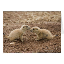 Black Tailed Prarie Marmot Cards