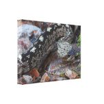 Black-tailed Rattlesnake Canvas Print