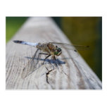 Black-tailed Skimmer Postcards