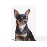 Black & Tan Chihuahua card
