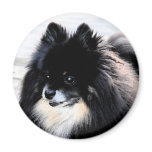 Black & Tan Pomeranian Magnet