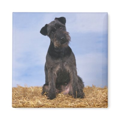 Black Terrier Fridge Magnet by MuseMagic