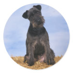 Black Terrier stickers