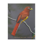 Black-throated Trogon - female postcards