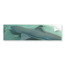 Black Tipped Shark Bumper Sticker