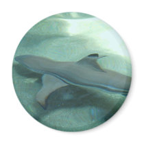 Black Tipped Shark Magnet