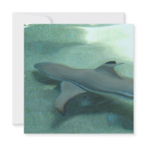 Black Tipped Shark  Mailing Labels