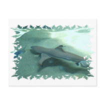 Black Tipped Shark Postcard