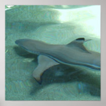 Black Tipped Shark  Poster Print
