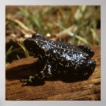 Black Toad posters