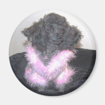 Black Toy Poodle in Pink Sweater oh la la Magnet
