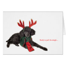 Black toy poodle with reindeer antlers greeting cards