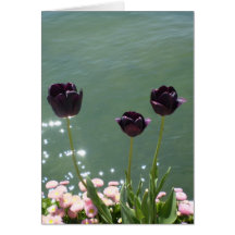 Black Tulips card Kaart