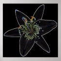 Black-Velvet Lily Poster posters