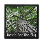 Black Walnut Trunk and Branches